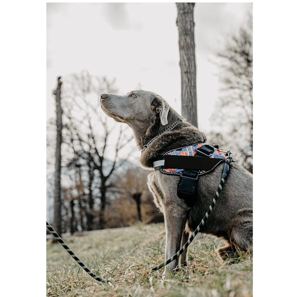 New No Pull Blue Star Dog Harness with Red Trim adjustable reflective medium - Picture 9 of 14